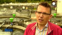 A tasty and sustainable future for fish farming