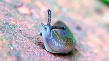 Monster Bug wars-Snail vs Ants-Amazing Nature