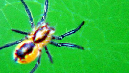 Holy Communion Cup Jesus Spider-Amazing Nature