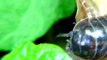Roly Polies-Armadillididae-Pill bug