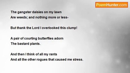 Zack Holland - Gangster Daisies.