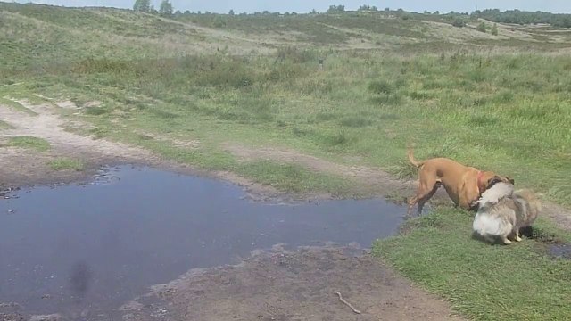 Rozendaal Heath, Zeppo & Floris