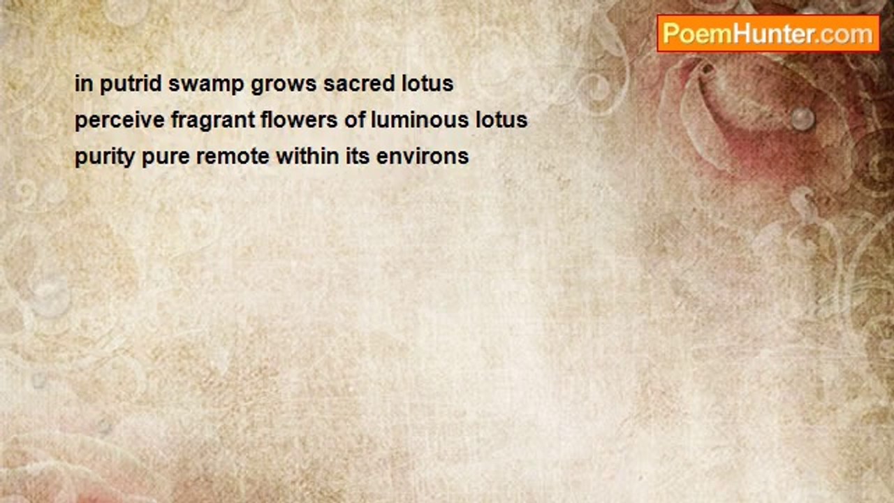 Terence George Craddock (Spectral Images and Images Of Light) - Sacred Lotus Flowers