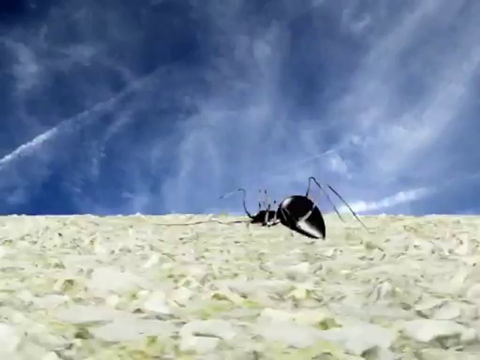 Spider Animation