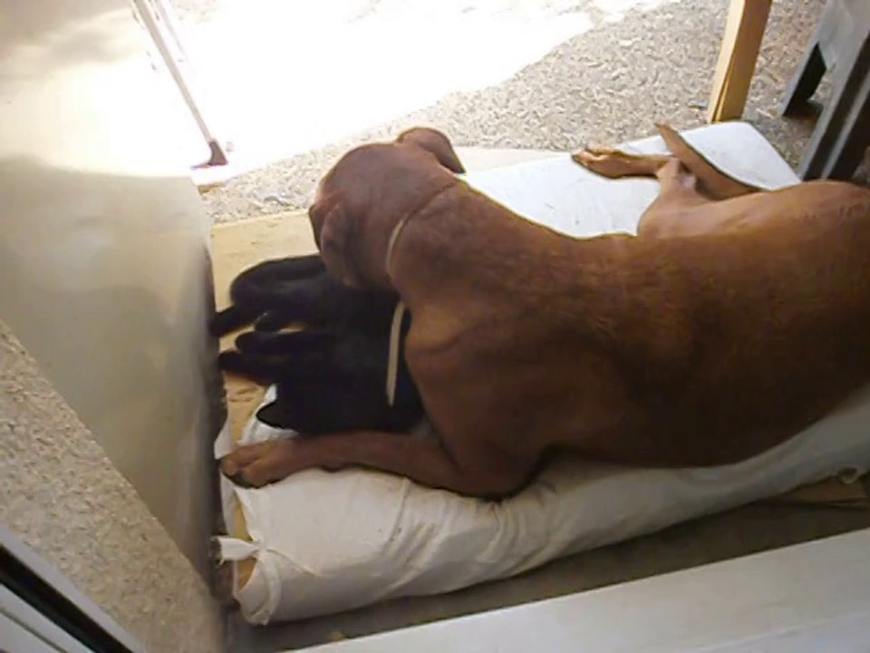 Eros et sa copine Négrita 15-06-2014 n° 3