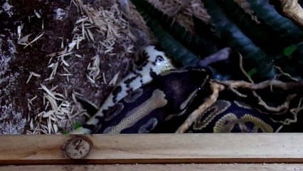 python royal mange un rat