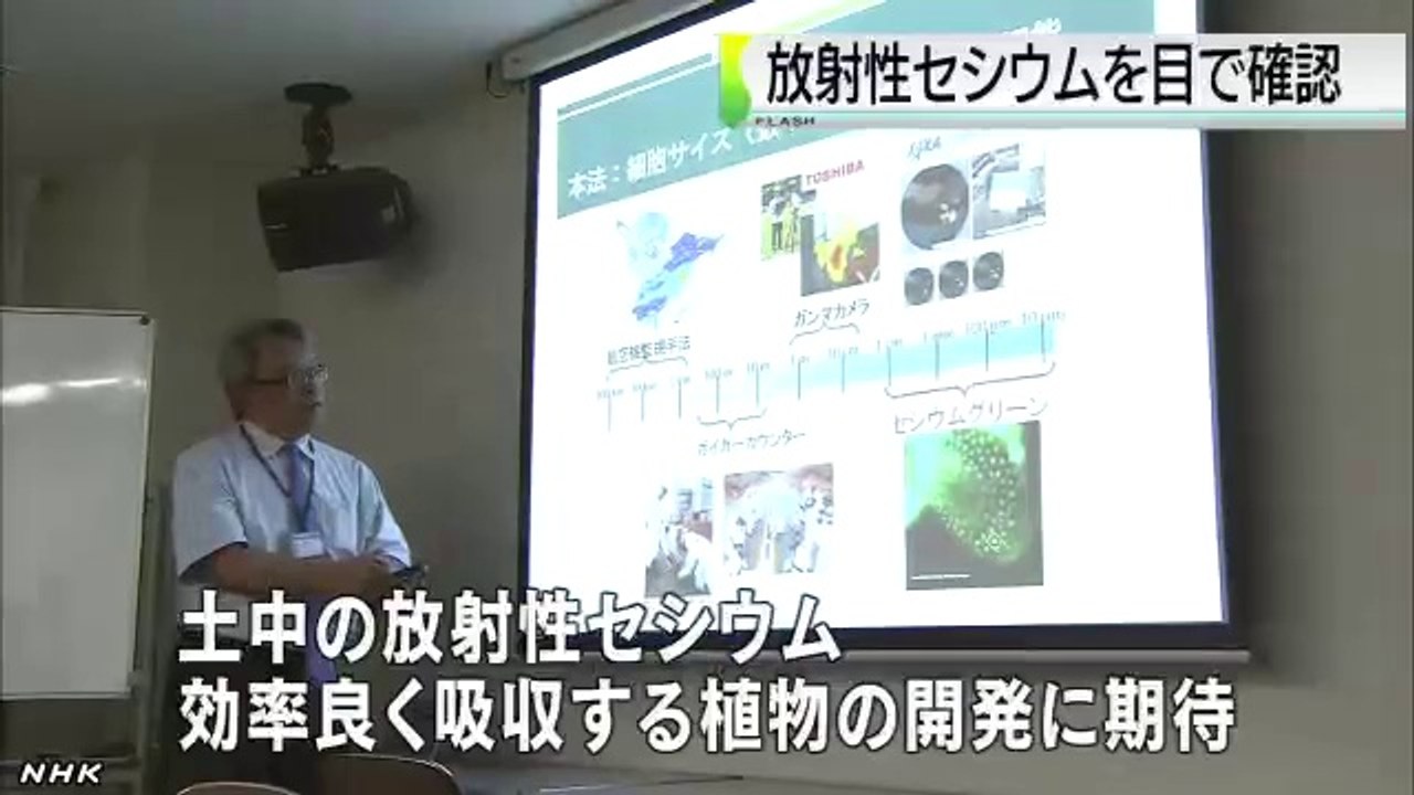 20140616植物の放射性セシウム 光らせて可視化