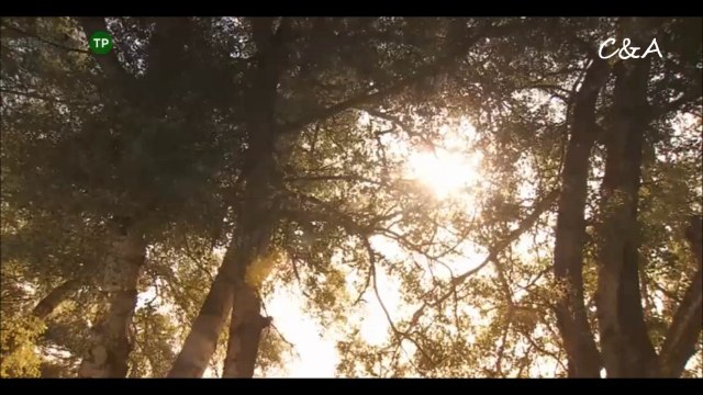 Cap. 843 Conrado y Aurora +avances