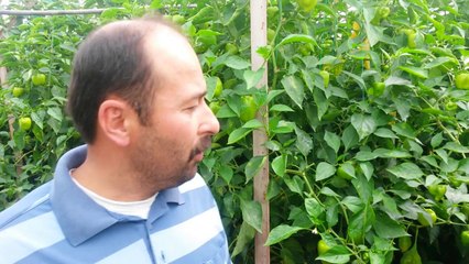 Biber Serası - Antalya Kumluca  Mavikent - Hilmi Usluer