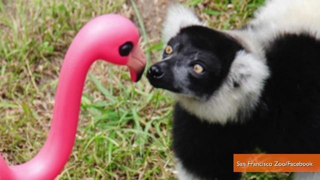 Lemurs Befriend Plastic Pink Flamingos at San Francisco Zoo
