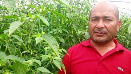 Biber Serası - Kumluca Saracasu - Vedat Kocabıyık