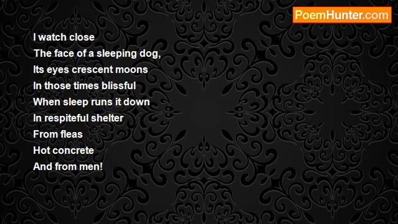 Pradip Chattopadhyay - Dog Sleep