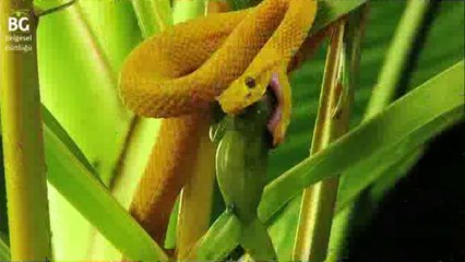 Kirpikli Sarı Engerek Yılanının Kurbağa Avı