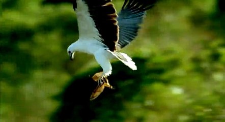 Deniz Kartalının Yarasa Avı