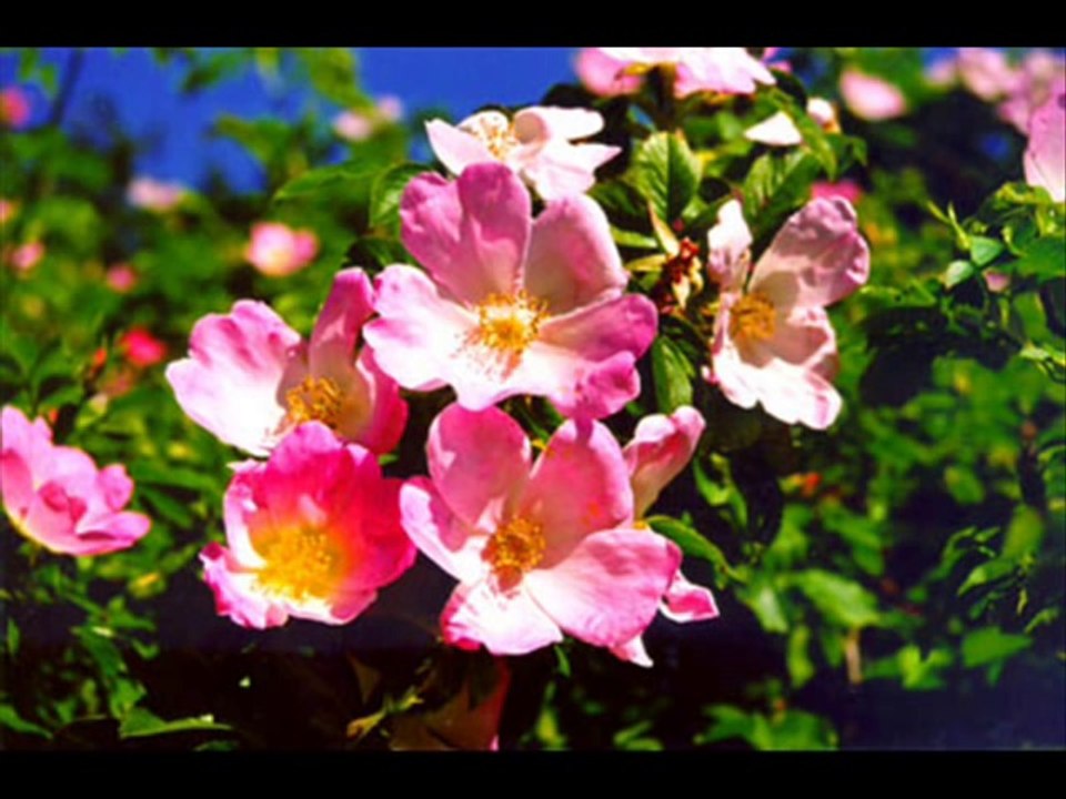 Beethoven Symphony No.9
