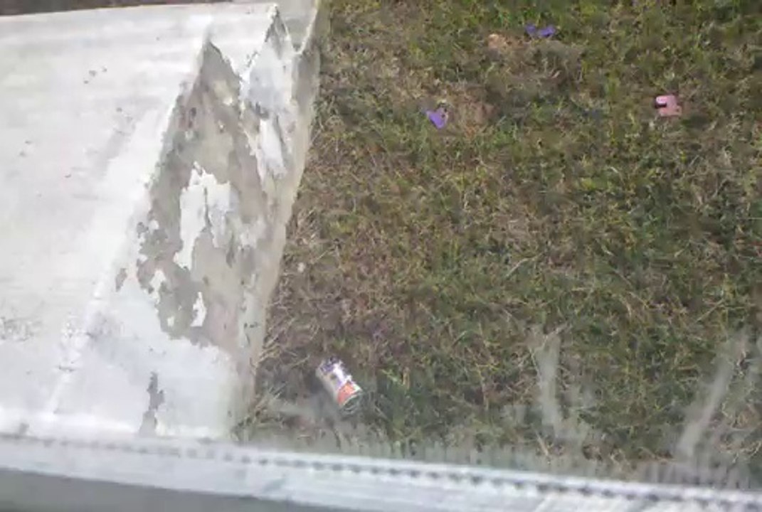 bees every where