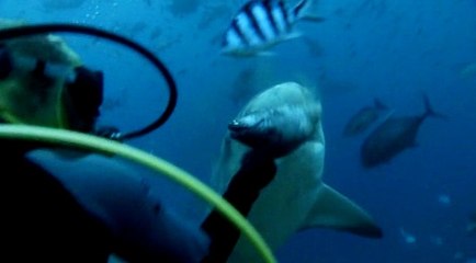 Dalgıçlar elleriyle köpekbalığı besliyorlar. Büyük cesaret..