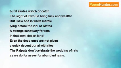 rajendran muthiah - Rats Of Bikaner