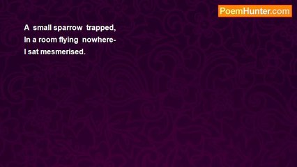 spiritual seeker - Sparrow