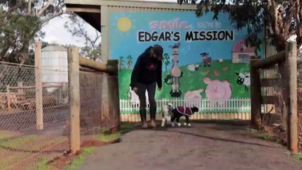 Frostie the Snow Goat can walk on his own again