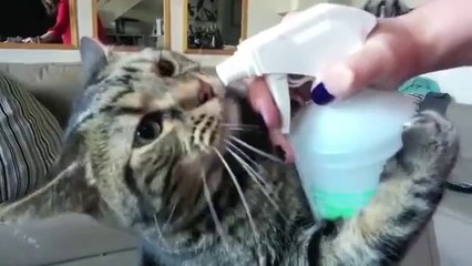 Spray Şişesinden su içen kedi