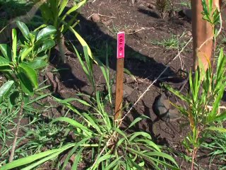 Un projet réunionnais pour sauver la foret demi-sèche