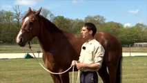 Cheval Pratique - J'éduque mon cheval : La confiance