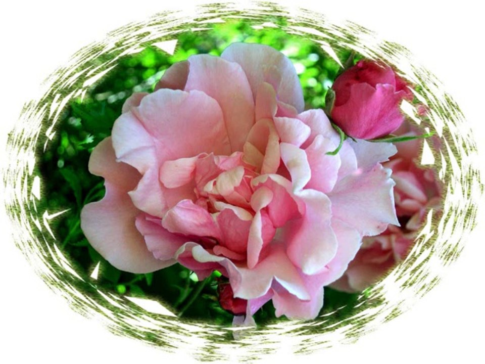 50 pages fleuries pour 50 ans de mariage