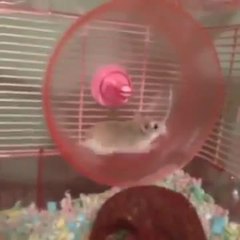 HILARIOUS HAMSTER WHEEL FAIL VINE!