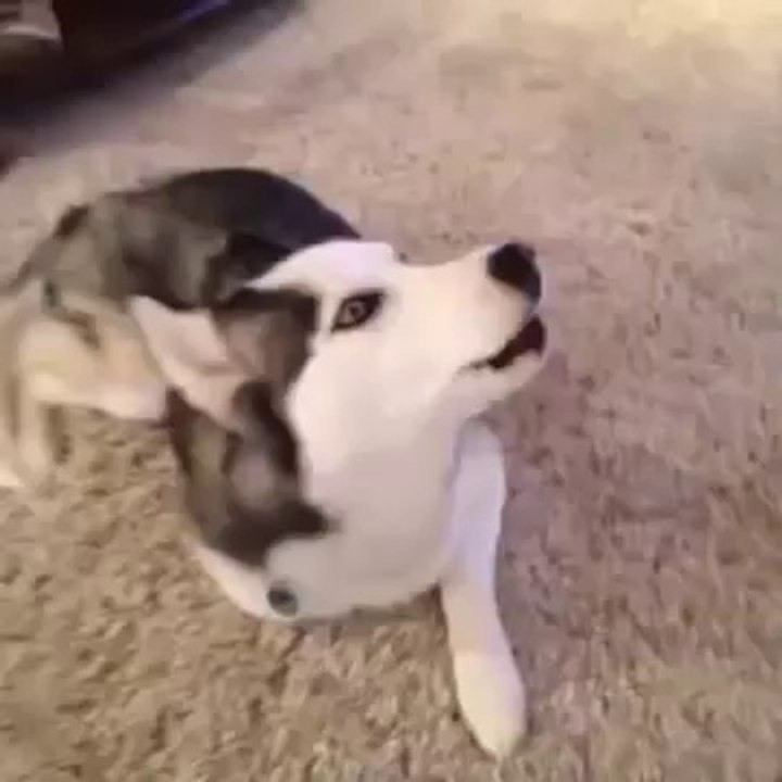 Piper Was Very Upset! ~ Funny Republic Vine