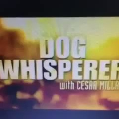 The Dog Whisperer Vine by Brandon Calvillo Funny 7 Second Video ~ Republic Vine