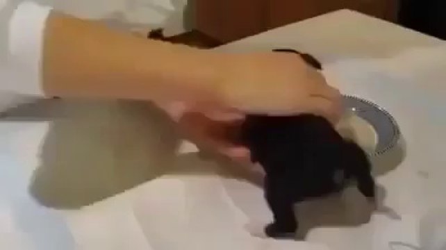 Sevimli yavru köpek enerji içeceği içerse...