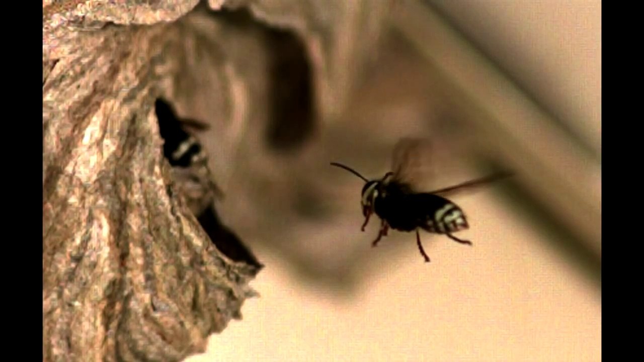 Bald-Faced Hornet landing in UltraSlo and real time too