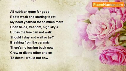 Tibny Shine - Freedom Is Mine