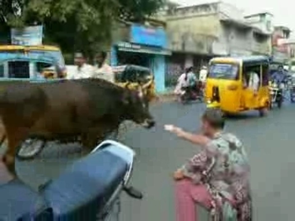 Film JP et la vache