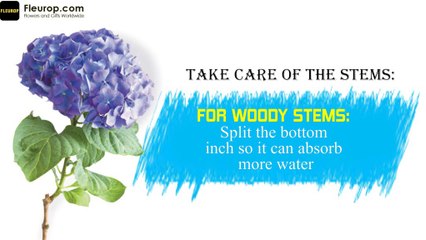 How to care for fresh cut flowers