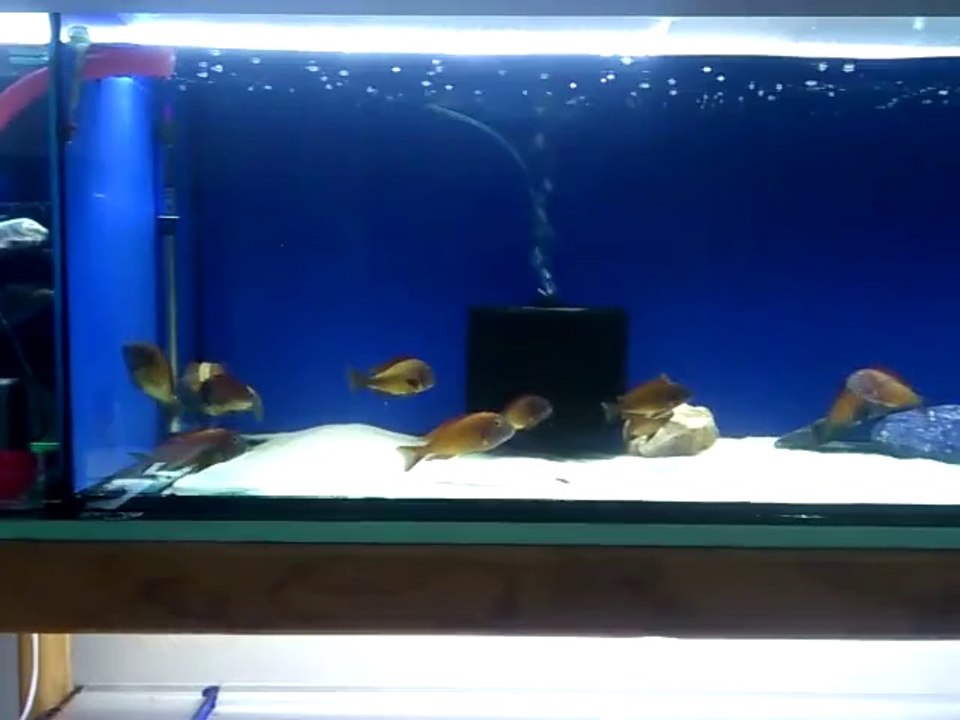 Moori İlangi Yellowlarım