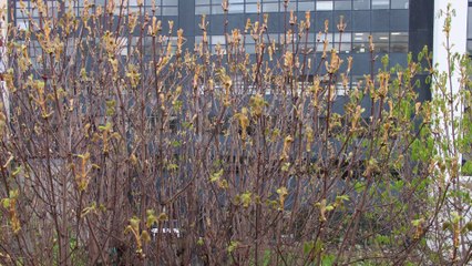 Winter is not coming