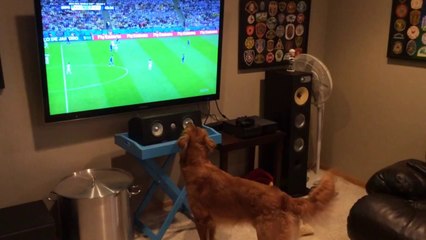 Chien regarde la Coupe du Monde de Foot à la TV