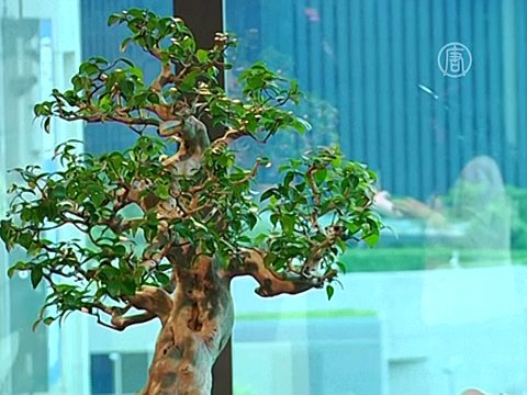 Китайские деревья бонсай продадут на аукционе