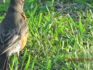 Birds of New York