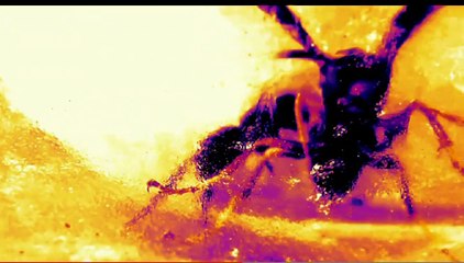 Ants vs Hornet (thermal vIdeo amazing)