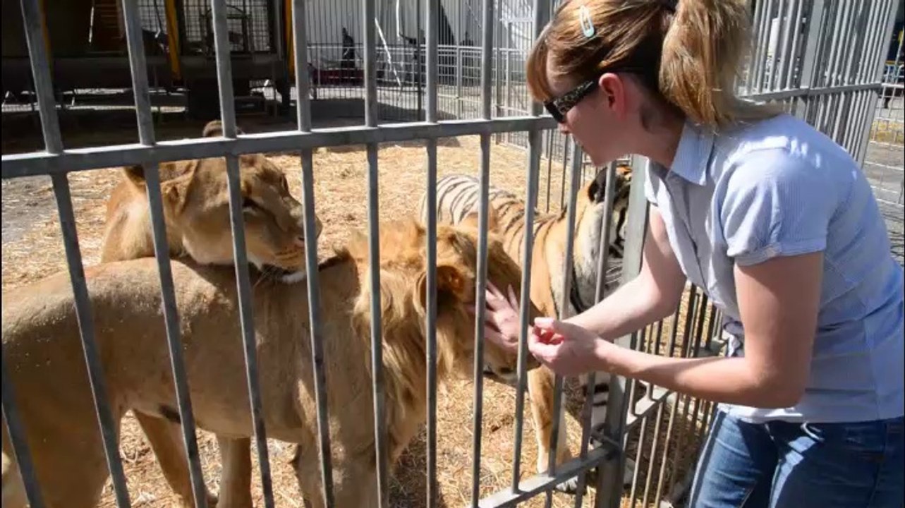 Weißer Löwe in Bozen geboren