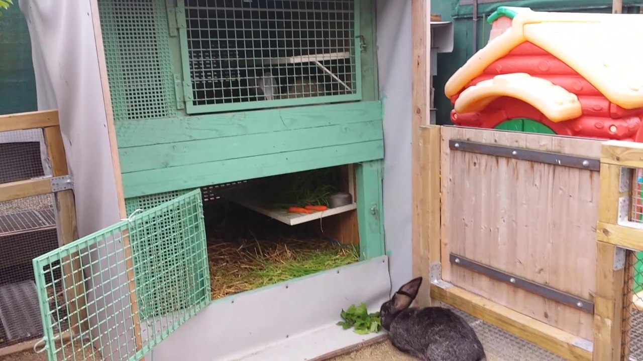 lapin geant des flandres