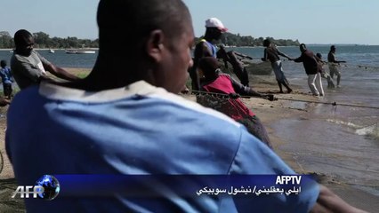 الاندثار يتربص بسمك الشامبو عنصر الغذاء الاساسي لسكان ملاوي