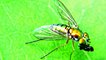 Monster Bug Wars Dragon House Fly Eating Ants Alive