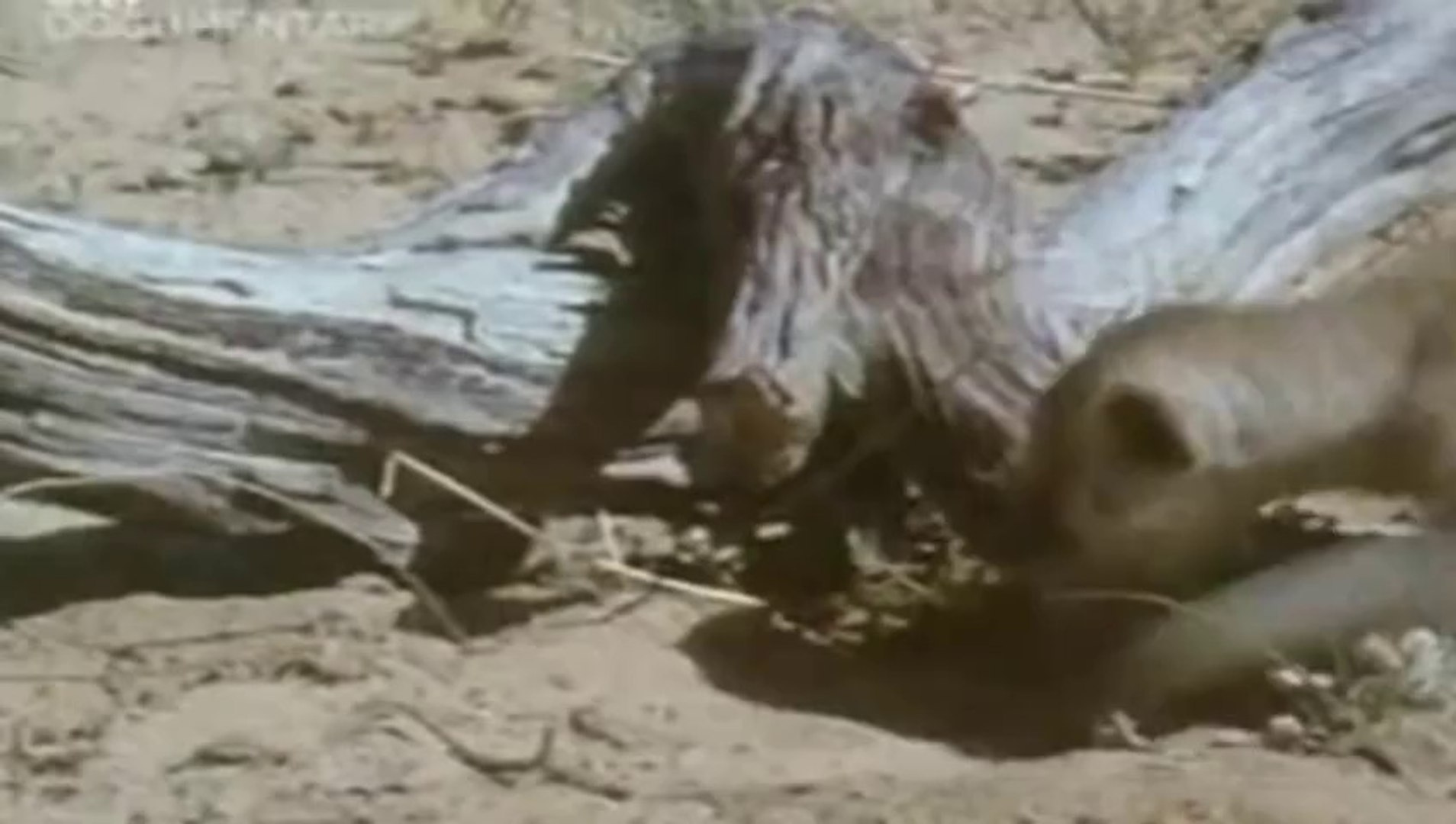 World's Deadliest Scorpion and King Cobra Killing -- Meerkats Kills Deadly Scorpion and King Co
