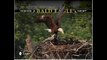 [FREE eBook] Inside a Bald Eagle’s Nest: A Photographic Journey Through the American Bald Eagle Nesting Season by Teena Ruark Gorrow