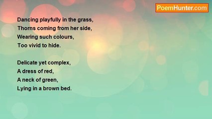 Declan Barwell - The Rose