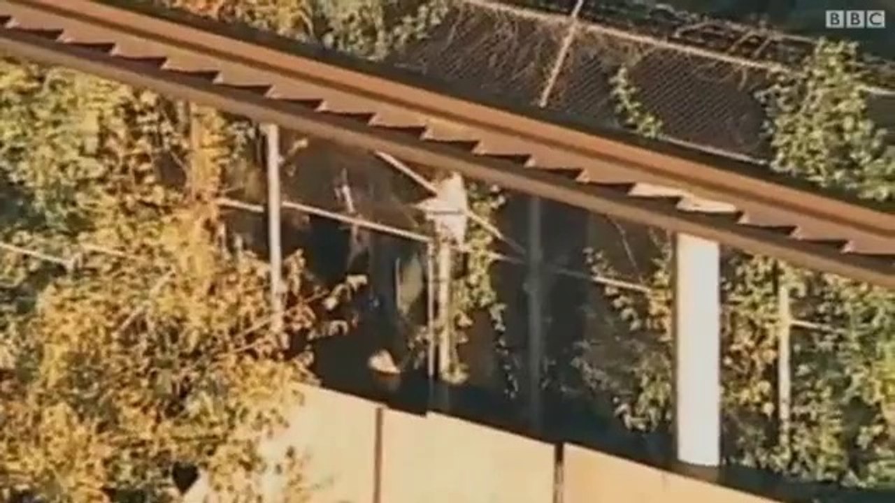 الصوت والصورة - ‮نمر ينهش رجل قفز من قطار كهربائي إلى عرينه
